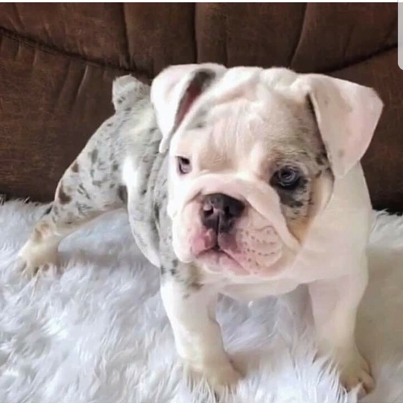 Meet your Posher, Patrick - Picture 4 of 6